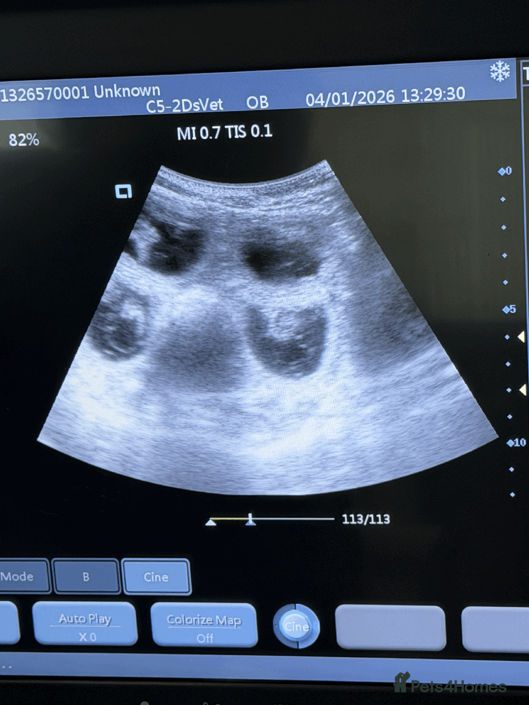 Rhodesian Ridgeback dogs for sale: Rhodesian Ridgeback later DUE 26th FEB - Advert 4