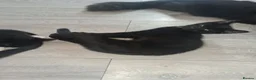 Mixed Breed cats for sale: Beautiful black and tuxedo kittens  - Advert 12