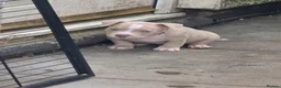 American Bully dogs for sale: 4 beautiful pocket bullies  - Advert 15