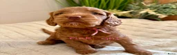 Cockapoo dogs for sale: Beautiful F2 Cockapoo Puppies  - Advert 8