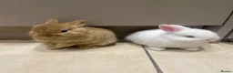 Netherland Dwarf rabbits for sale: Pure Netherland Dwarf - Advert 6