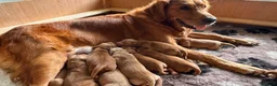 Golden Retriever dogs for sale: Golden retriever puppies for sale - Advert 19