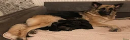 German Shepherd dogs for sale: 11 german shepherd puppies - Advert 4