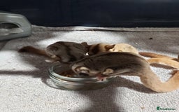 Sugar Glider rodents for sale: 3 sugar gliders and full set up - Advert 6