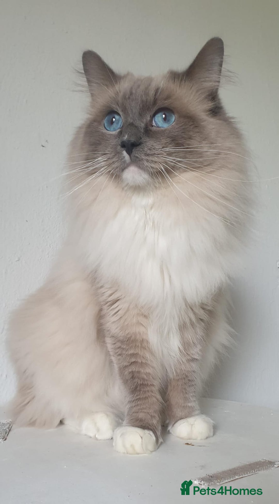 Ragdoll cats for stud: ❤️ Magnificent GCCF Active Registered Stud ❤️ in Preston - Advert 4