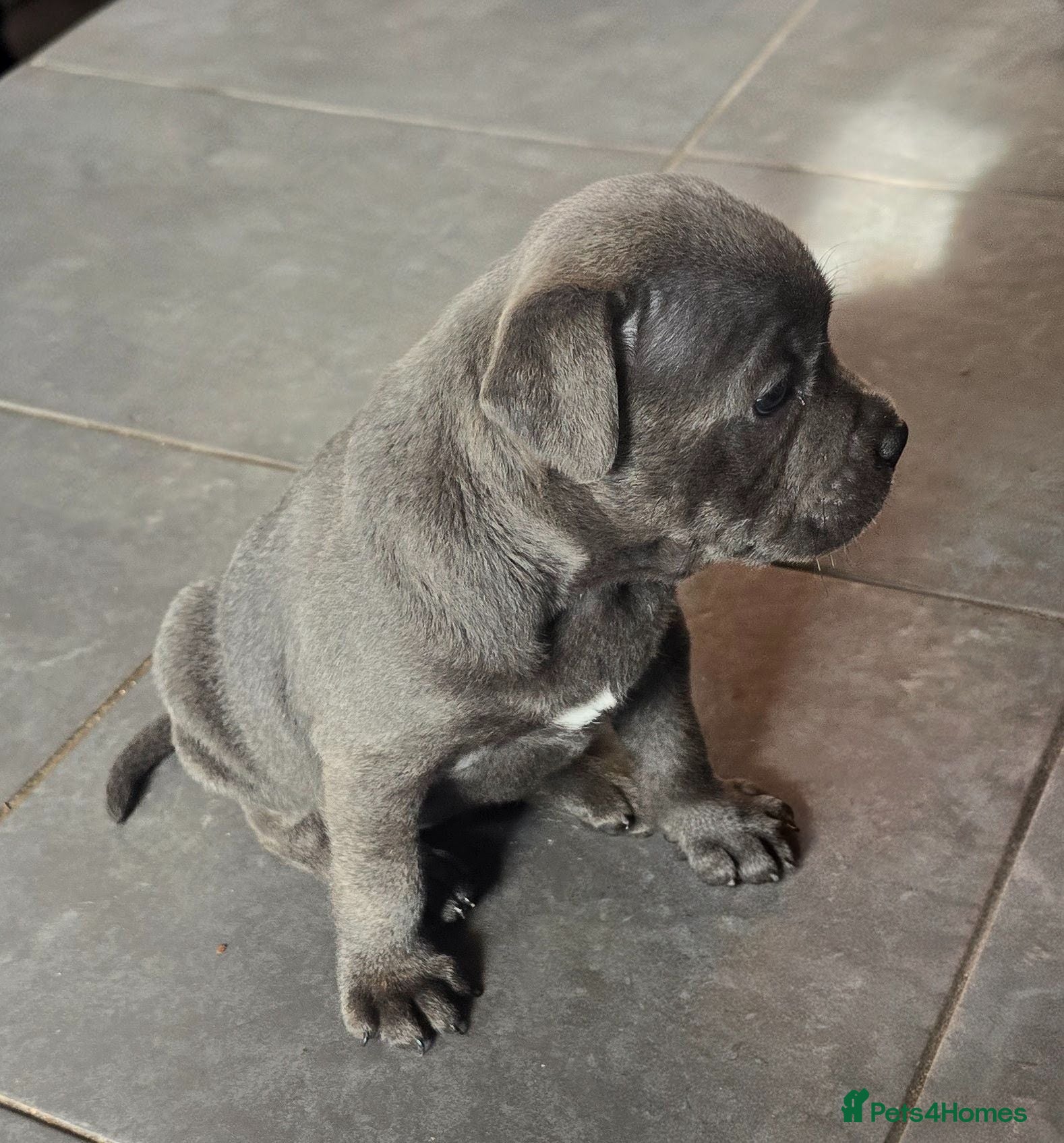 Staffordshire Bull Terrier dogs Stunning KC reg SBT BLUE PUPS - Advert 2