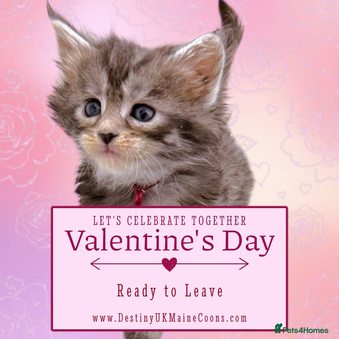 Maine Coon cats for sale: H Litter ready for  ** s Week - Advert 4