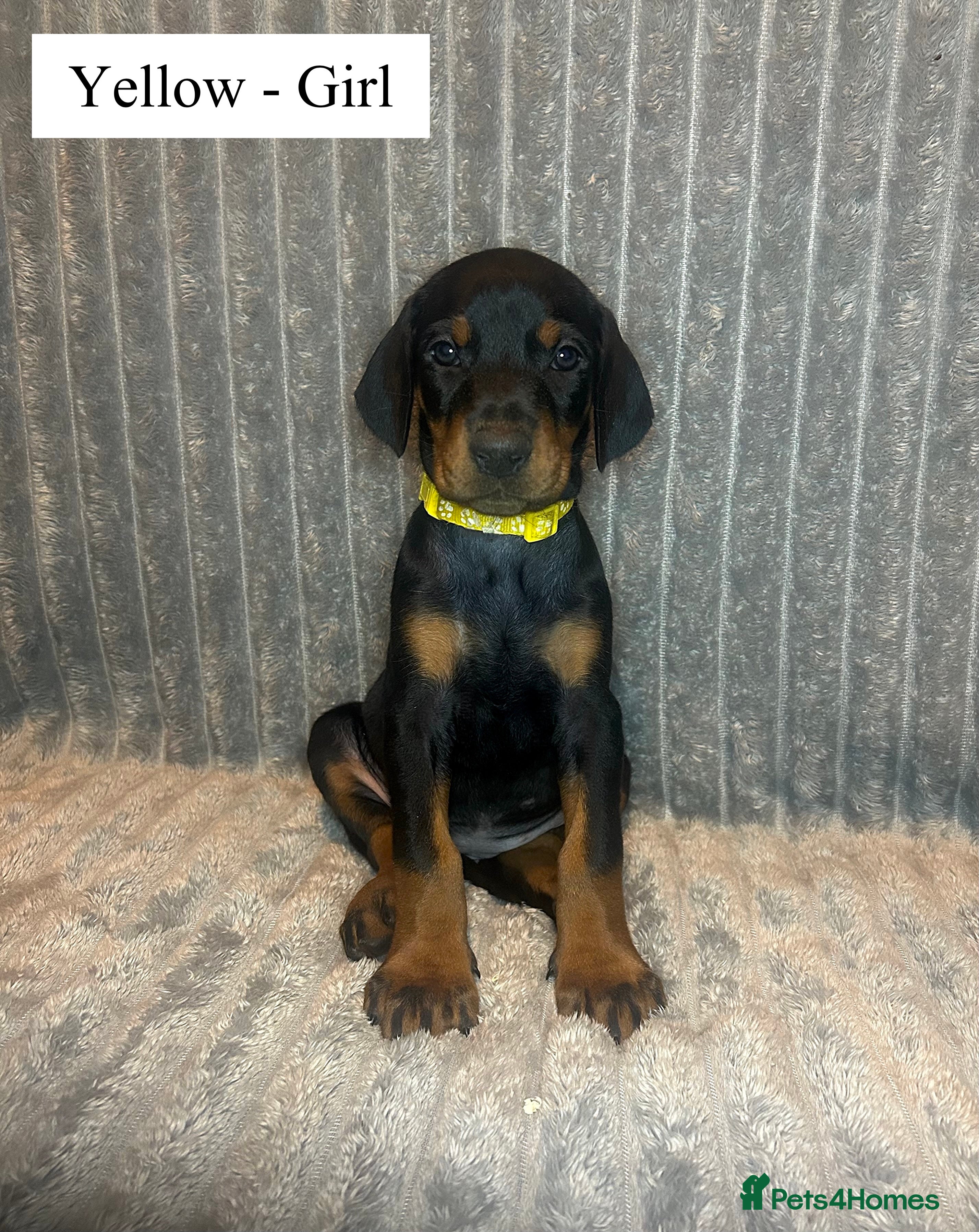 Dobermann dogs 🩶 Top quality KC registered Doberman puppies! 🩶 - Advert 7