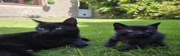 Mixed Breed cats for sale: Adorable black kitten - Advert 2