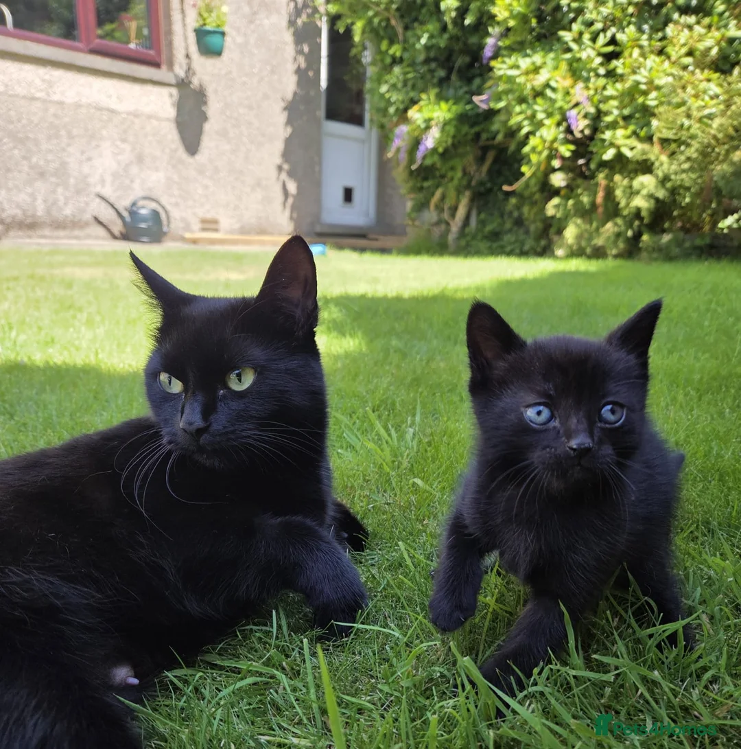 Mixed Breed cats for sale: Adorable black kitten - Advert 2
