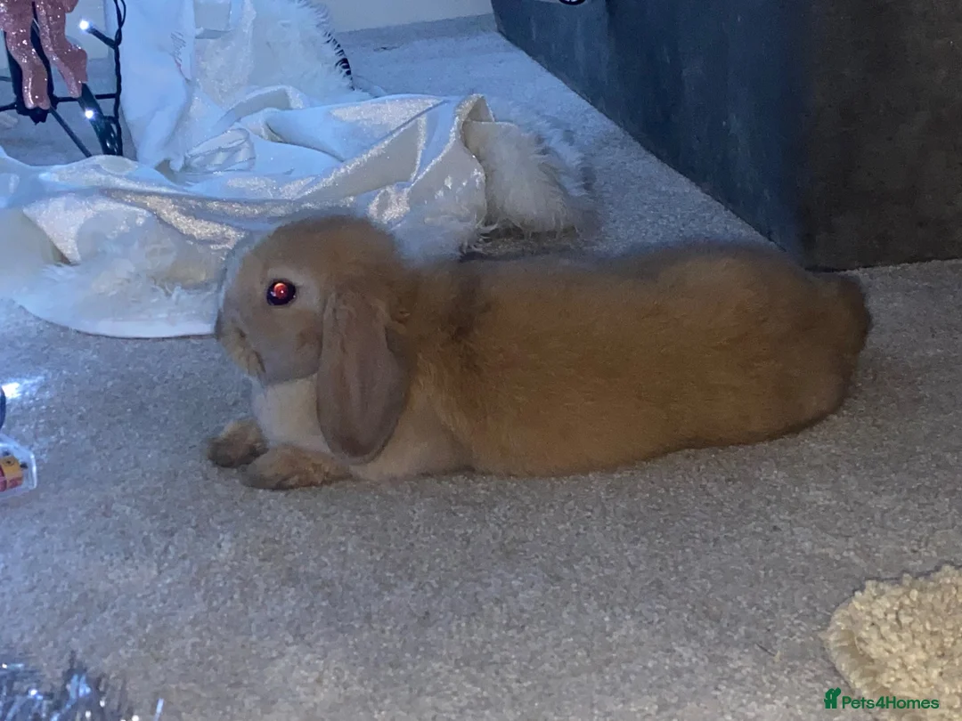 Mini Lop rabbits for sale: Beautiful Mini Lop Boy  in Redhill - Advert 2