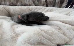 Staffordshire Bull Terrier dogs for sale: Orange Collar Puppy  - KC registered Blue ‘Bullscaff Pharaon’ Staffy Boy - Image 1