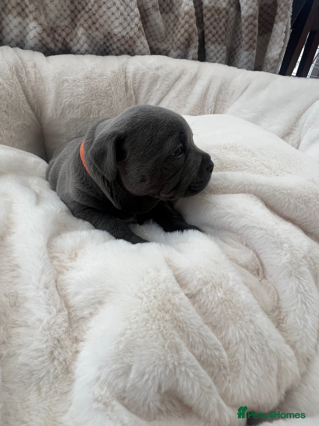 Staffordshire Bull Terrier dogs for sale: Orange Collar Puppy  - KC registered Blue ‘Bullscaff Pharaon’ Staffy Boy - Image 1