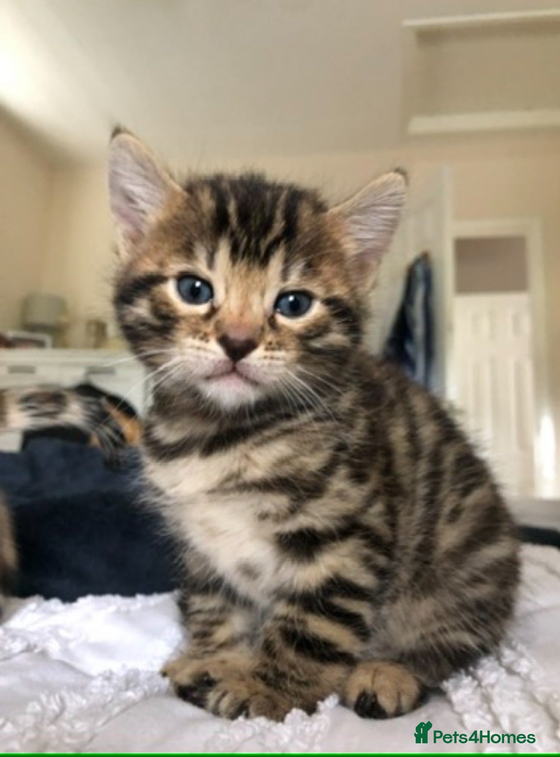 Bengal cats Bengal kittens  - Advert 2