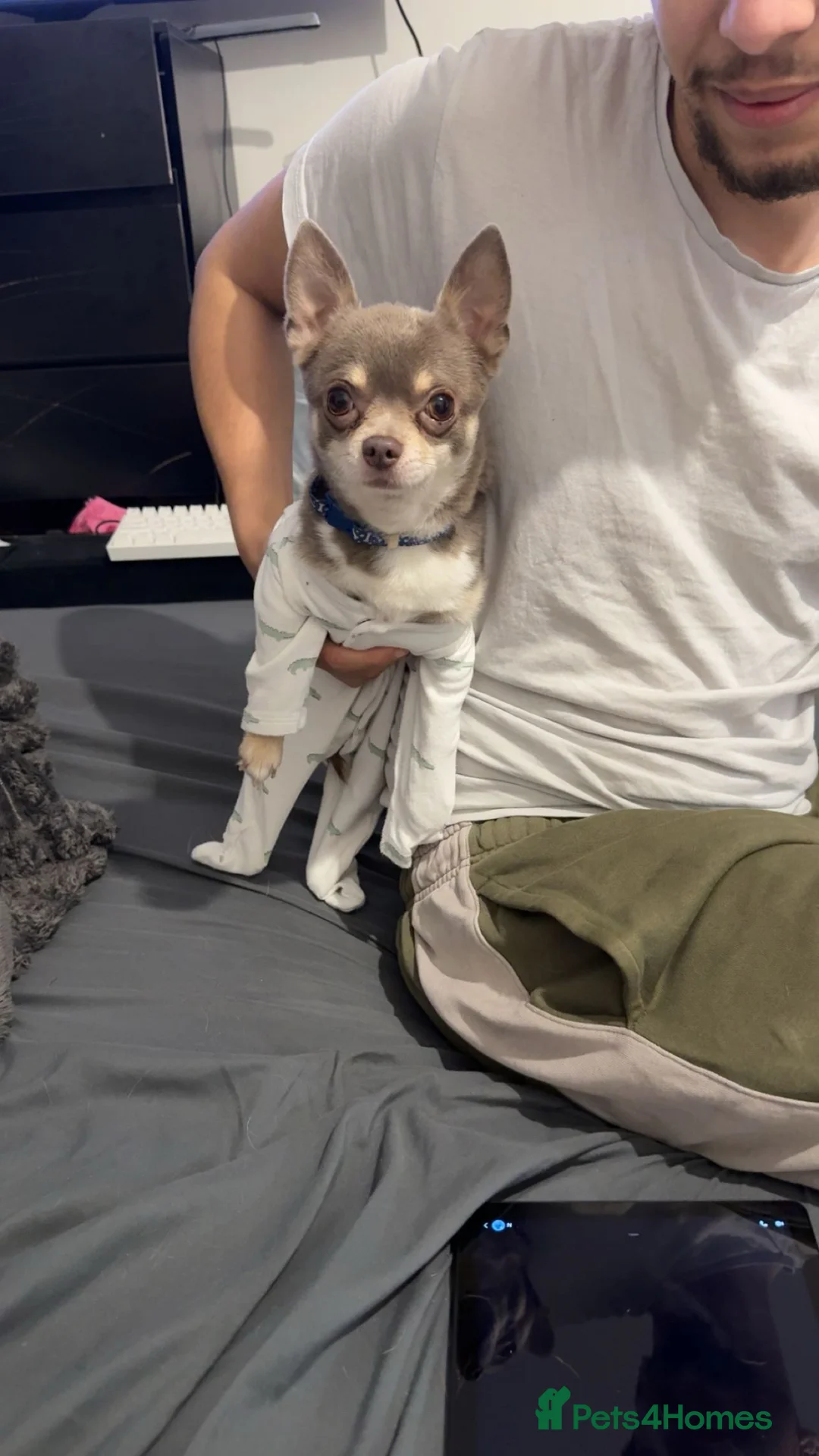 Chihuahua dogs for sale: 2 lovely chihuahuas for sale  in East Grinstead - Advert 2