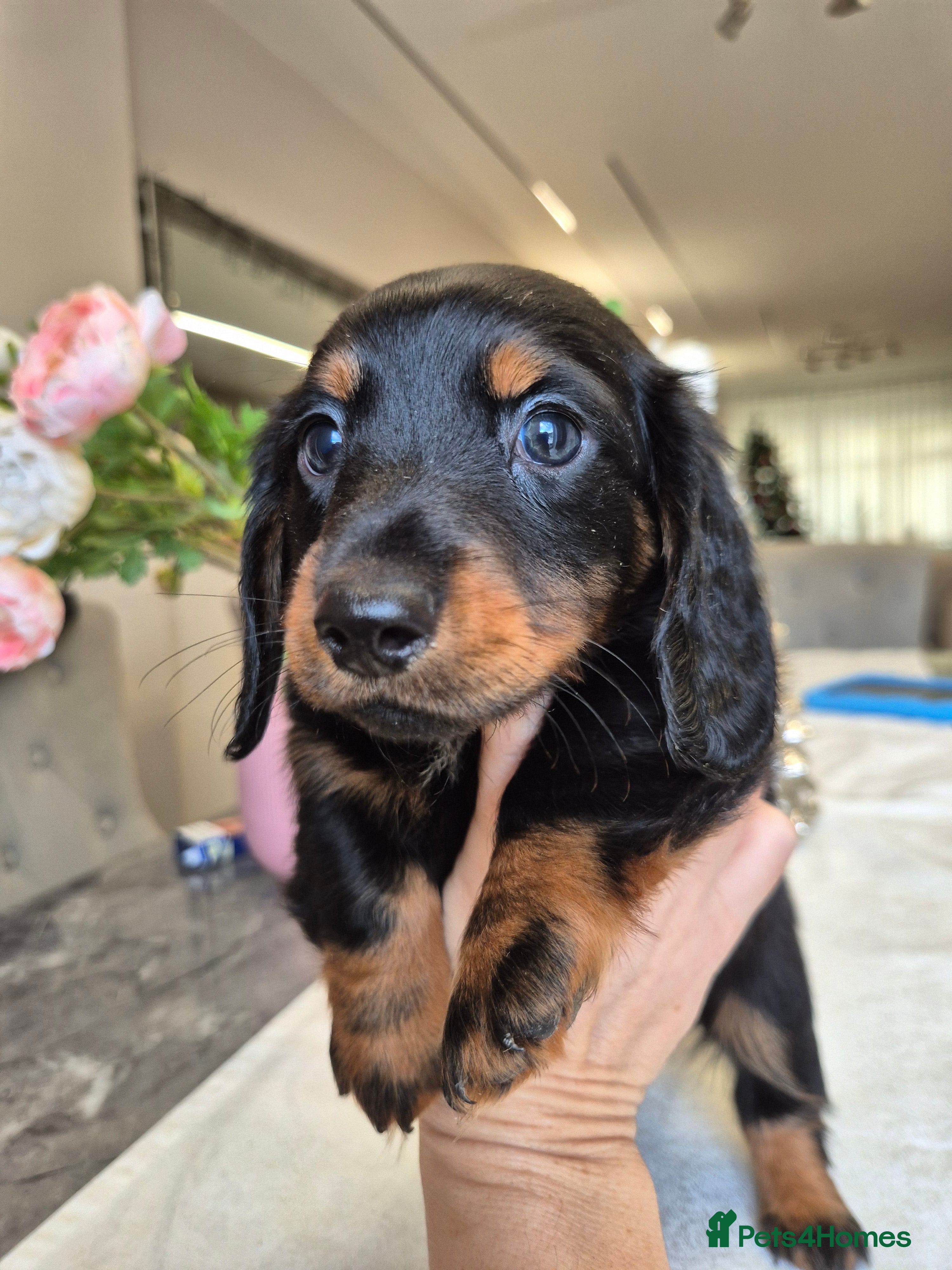 Dachshund dogs 💙Miniature Dachshund puppies! First litter!🩷  - Advert 6