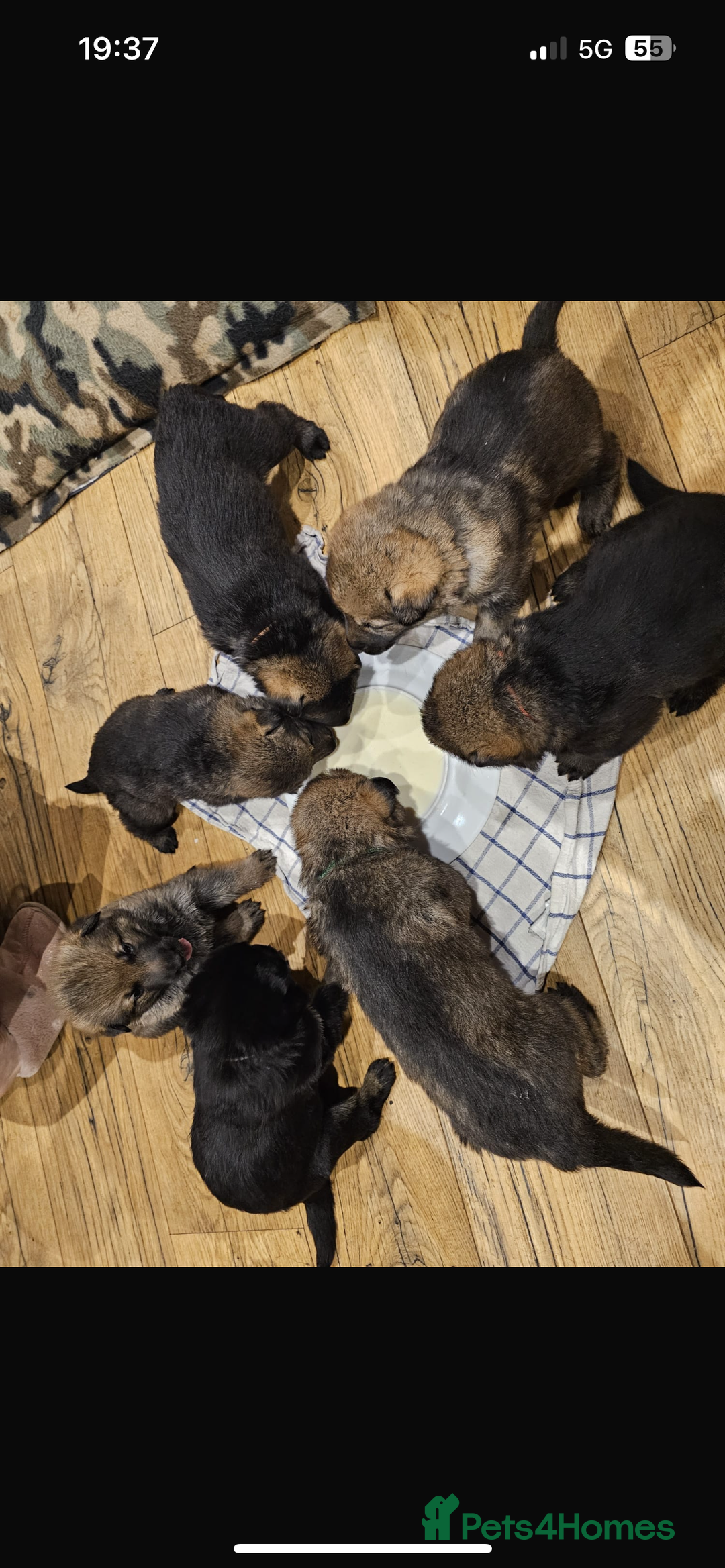 German Shepherd dogs for stud: KC sable male for stud  in Birmingham - Image 11