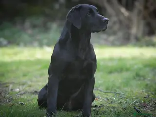 Labrador Retriever dogs 0/0 HIPS&ELBOWS FULLY HEALTH TESTED LABRADOR STUD in Leyburn - Advert 4