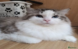 Ragdoll cats for sale: Last beautiful Snowleopard boy available  - Image 8