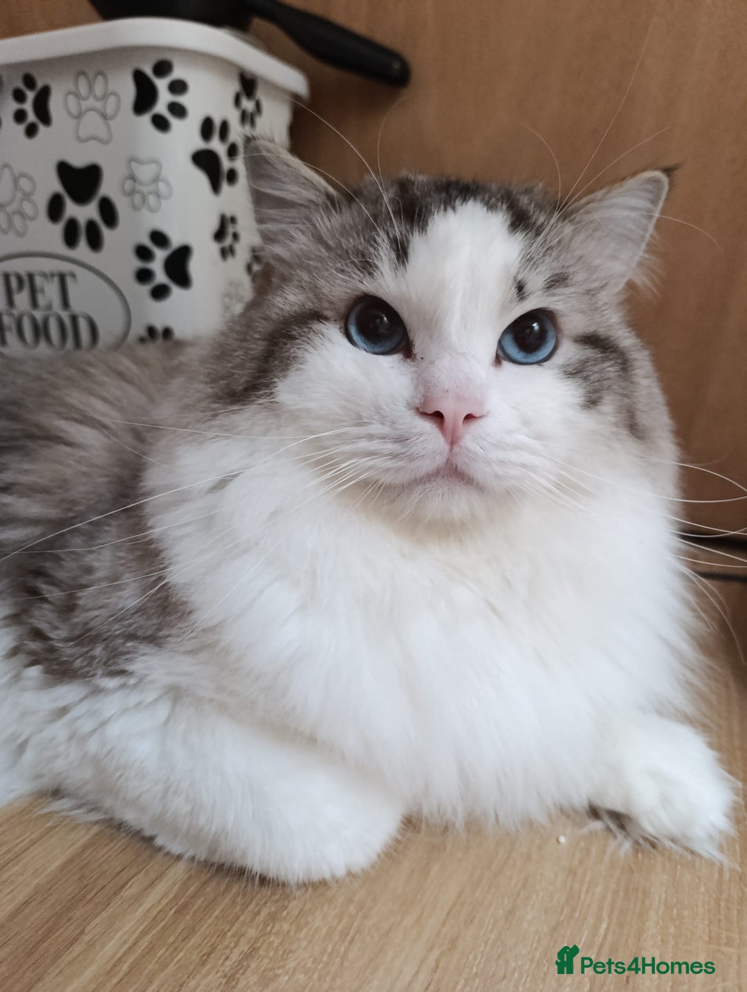Ragdoll cats for sale: Last beautiful Snowleopard boy available  - Image 8