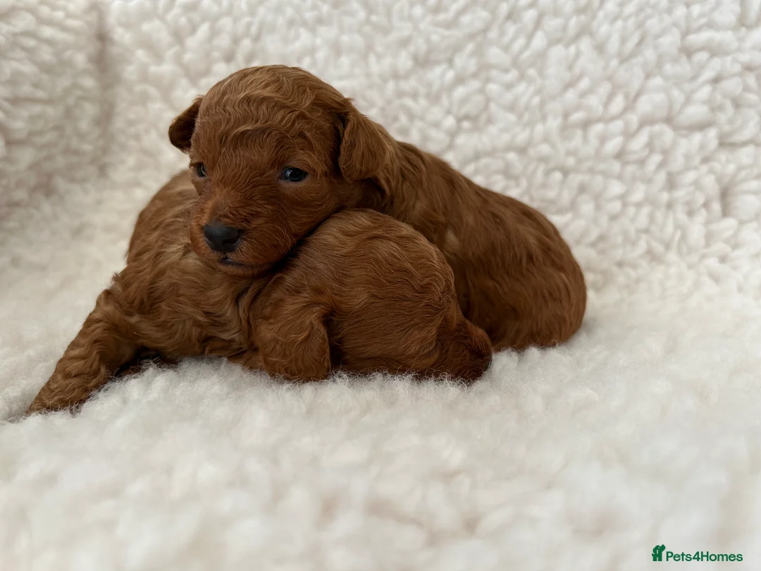 Cavalier King Charles Spaniel dogs for stud: 🌹KC REGISTERED HEALTH TESTED RUBY CKC FOR STUD in Sheerness - Advert 20