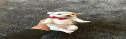 Bichon Frise dogs for sale: Bichon malteze with frese hybrid  in Milton Keynes - Advert 10