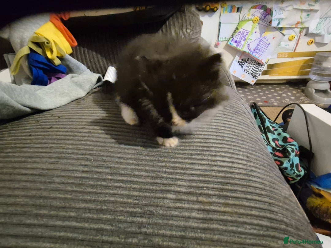 Mixed Breed cats for sale: Mixed breed kittens - Image 4