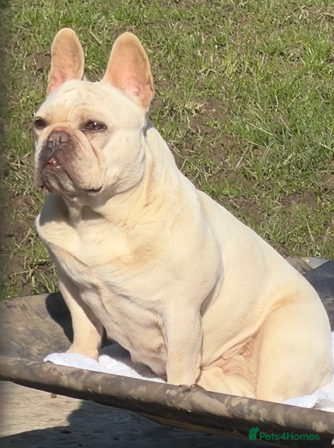 French Bulldog dogs for sale: White French bulldog KC Registered Need To Rehome - Advert 2