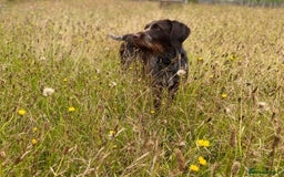 Mixed Breed dogs for sale: Expected Wirehaired Vizla x GWH Pointer puppies  - Image 3