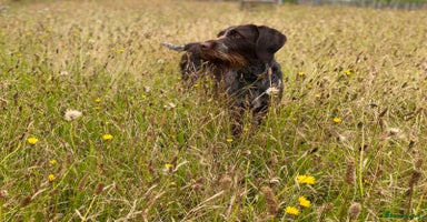 Mixed Breed dogs - Advert 6