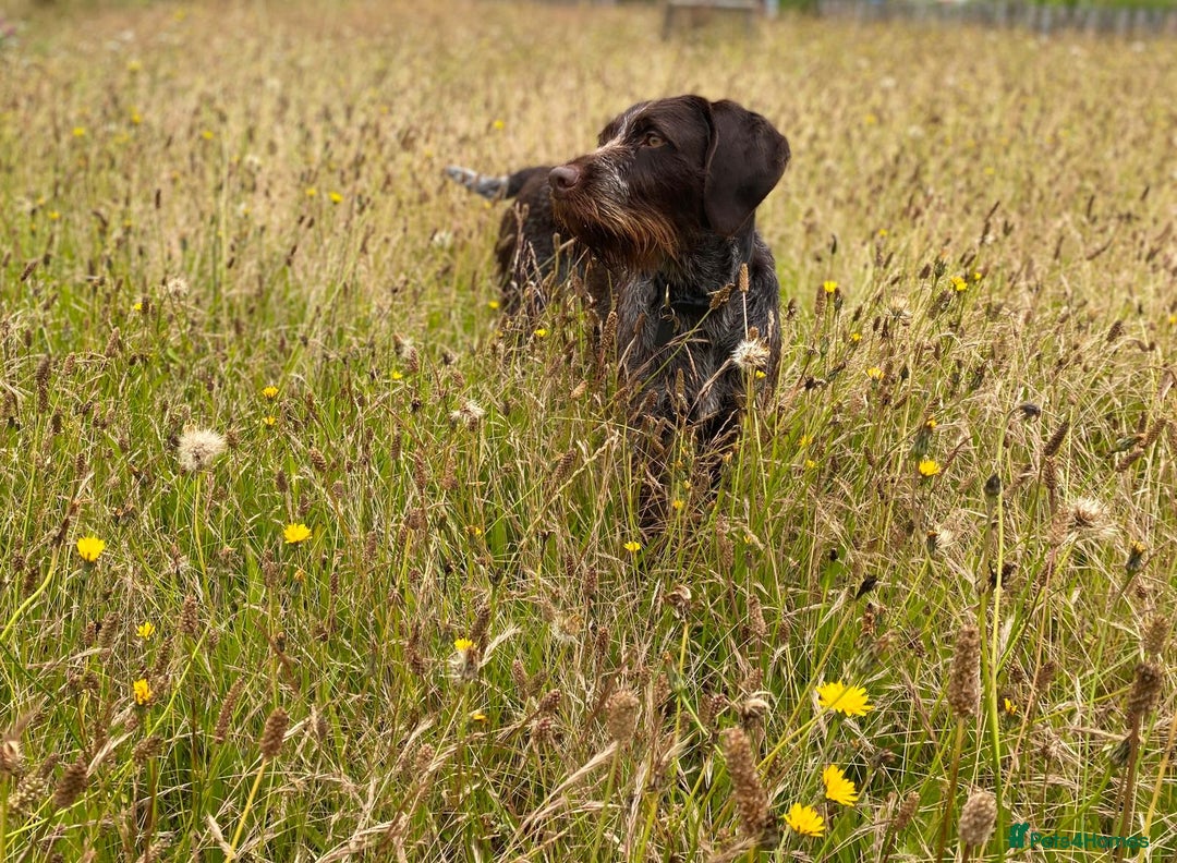 Mixed Breed dogs for sale: Expected Wirehaired Vizla x GWH Pointer puppies  - Image 3