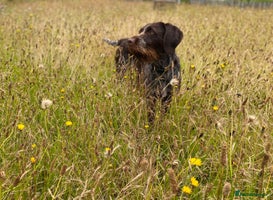 Mixed Breed dogs - Advert 14