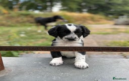 Mixed Breed dogs for sale: Collie x Cocker Spaniel pups for sale - Image 2
