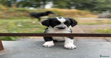 Mixed Breed dogs - Advert 16