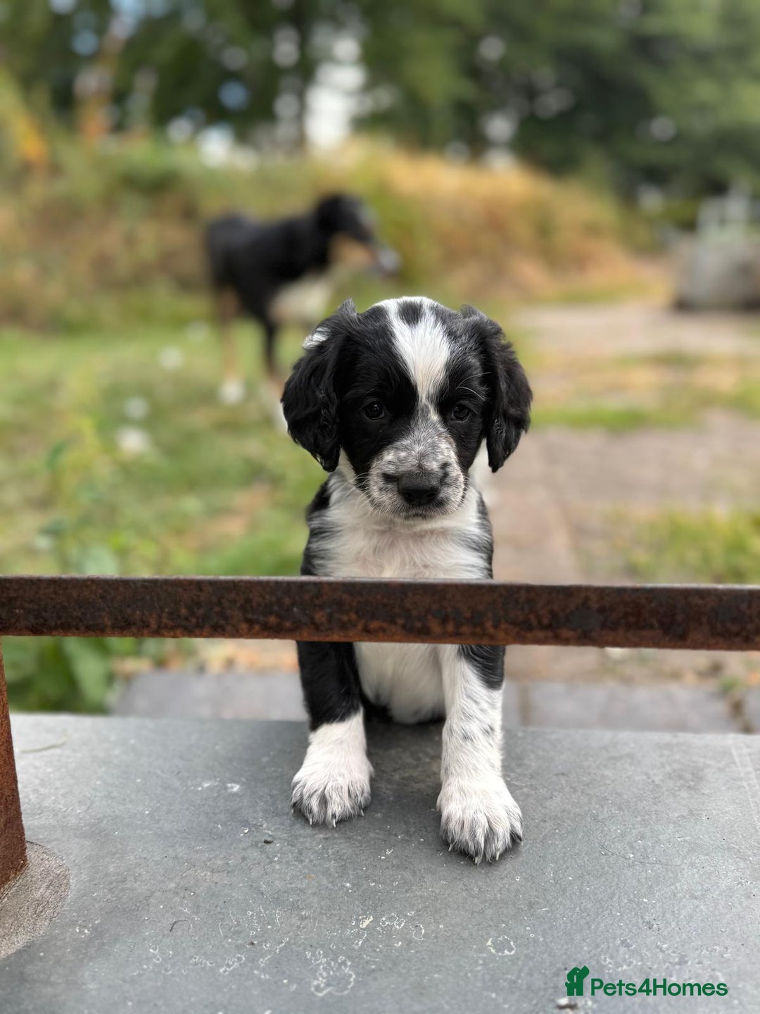 Mixed Breed dogs for sale: Collie x Cocker Spaniel pups for sale - Image 2