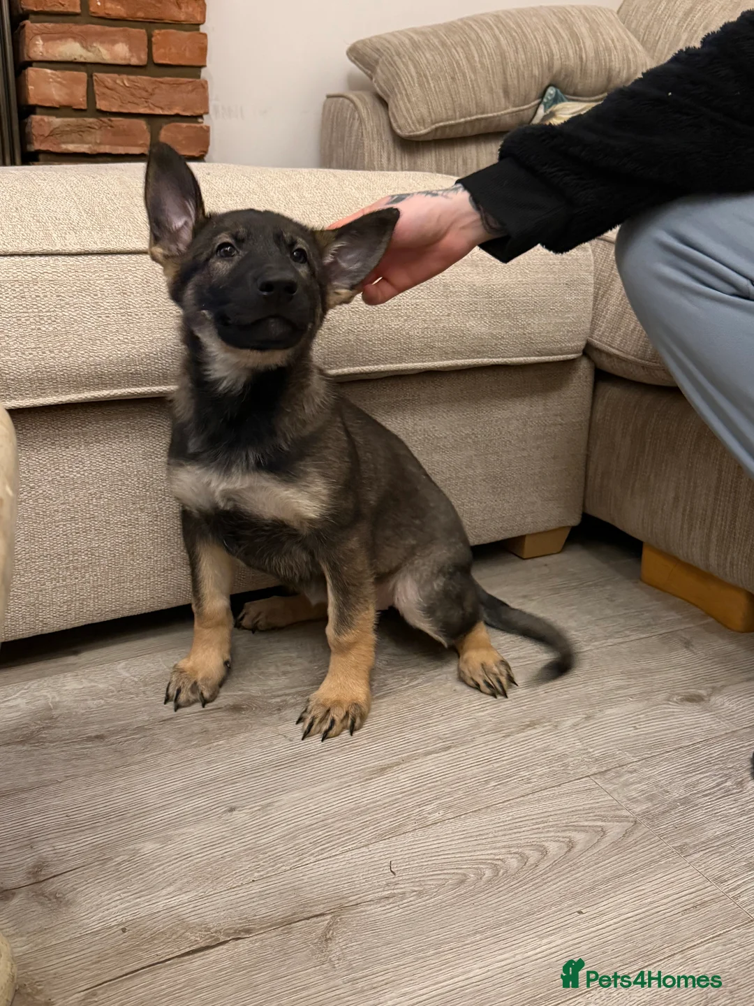 German Shepherd dogs for sale: Beautiful Working Line German Shepherd Puppies - Advert 13
