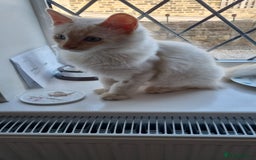 Ragdoll cats for sale: Mother and Son - Image 3