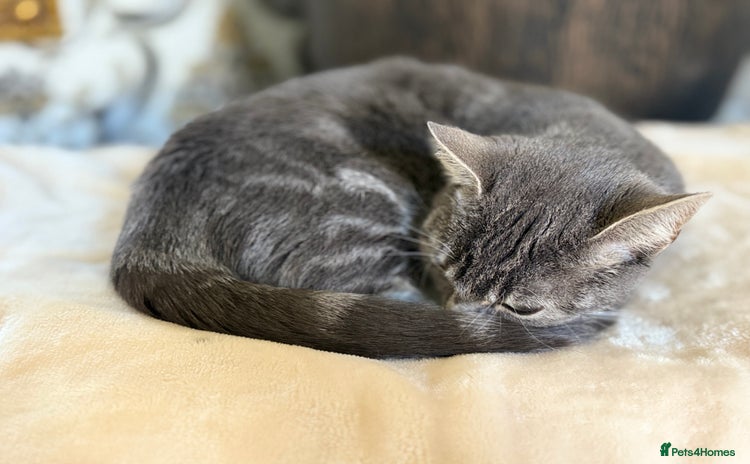British Shorthair cats - Advert 1