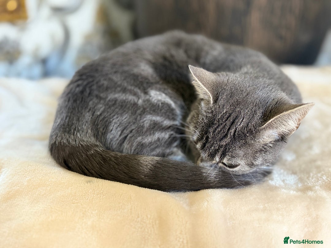 British Shorthair cats for sale: Misty is for salr - Image 1