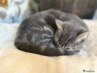 British Shorthair cats - Advert 9