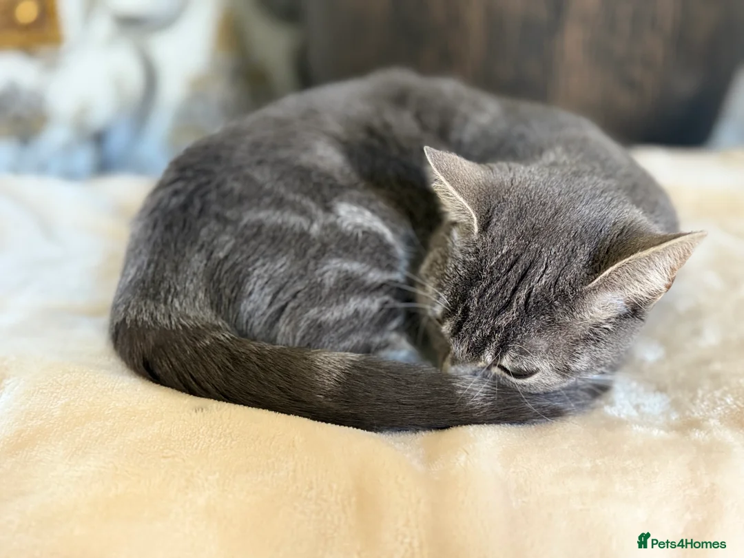 British Shorthair cats for sale: Misty is for sale - Advert 1