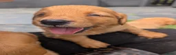 Golden Retriever dogs for sale: Beautiful KC registered Golden Retriever puppies  - Advert 1