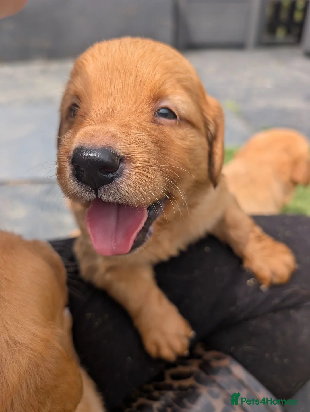 Golden Retriever dogs for sale: Beautiful KC registered Golden Retriever puppies  - Advert 1