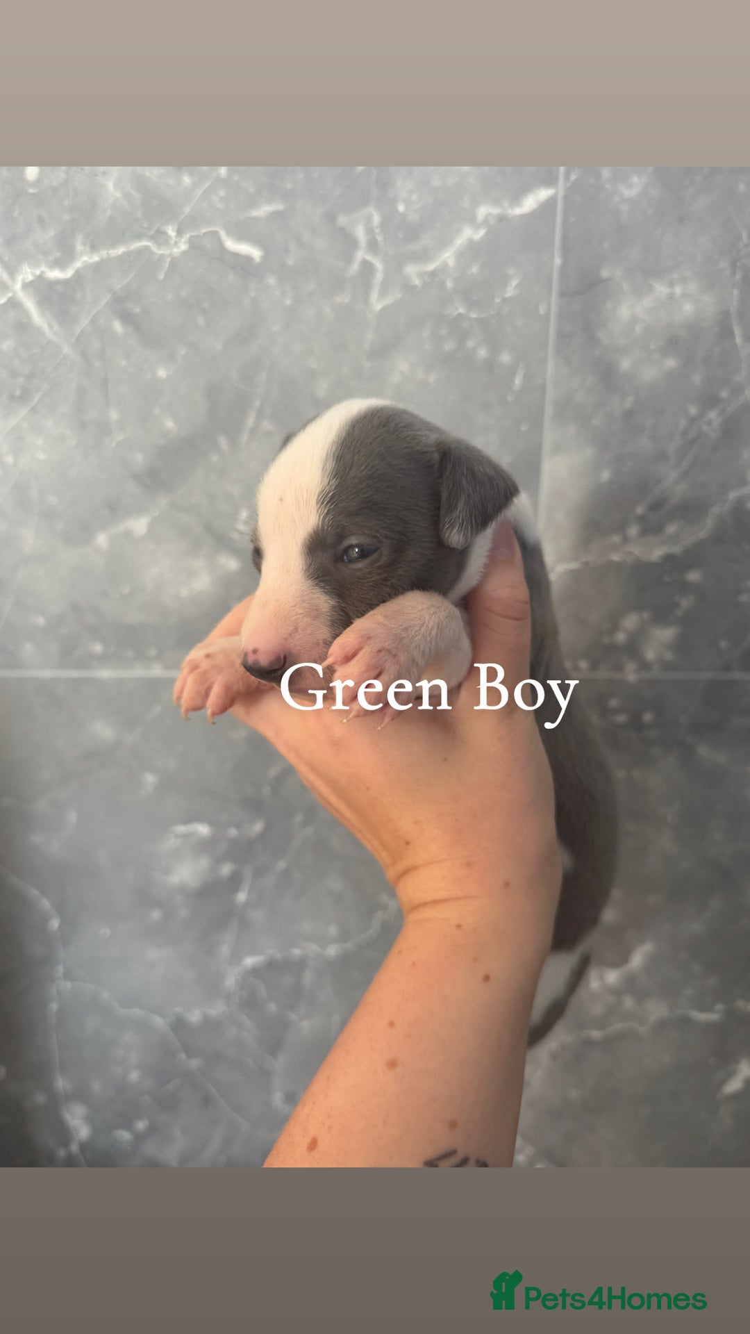 Whippet dogs for sale: All found homes-Beautiful Blue and White Parti BOY - Image 24