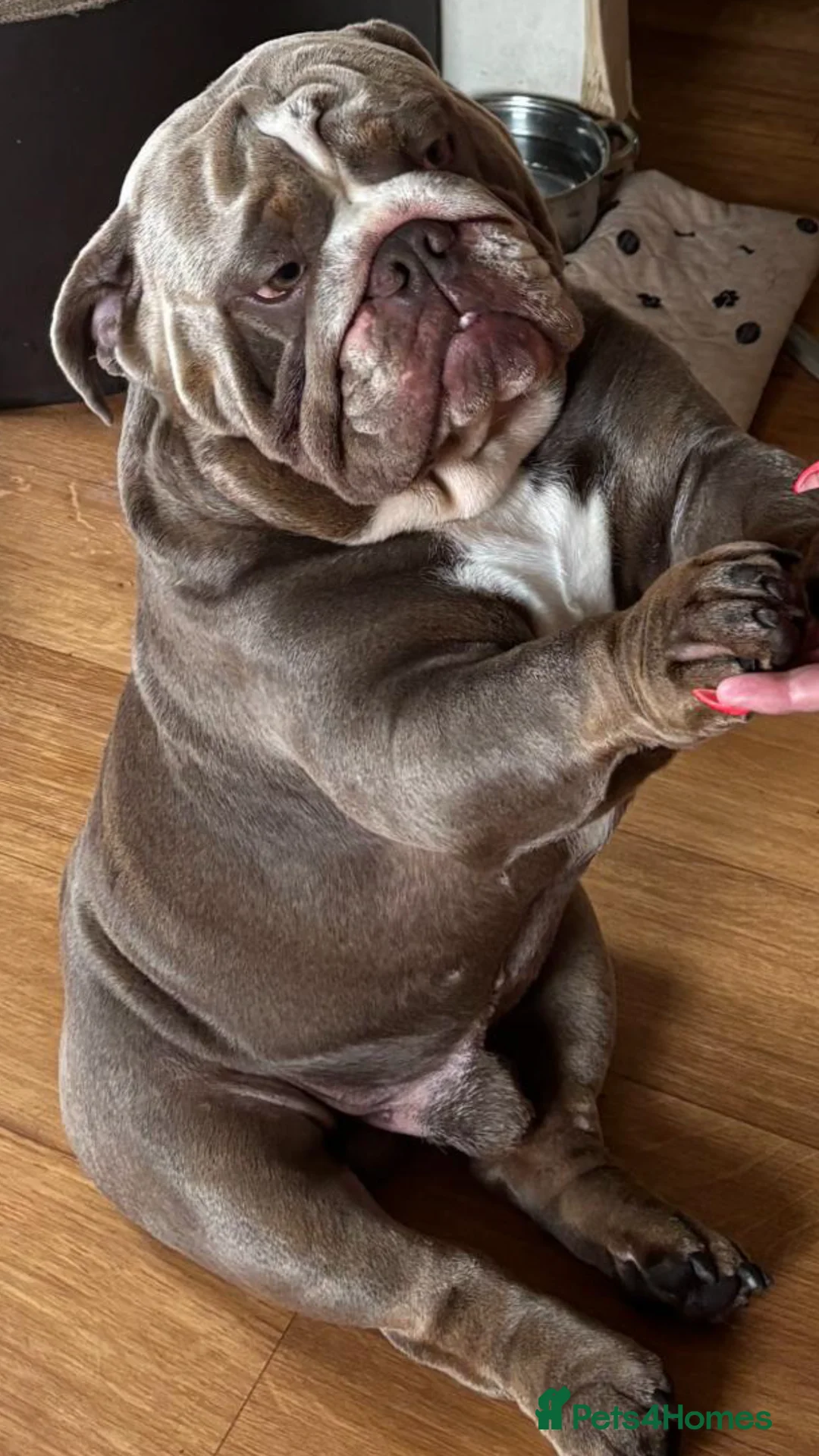 English Bulldog dogs for stud: F1 Stud dog  - Advert 7