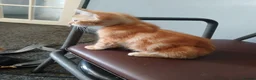 British Shorthair cats for sale: For sale kittens in Walsall - Advert 5