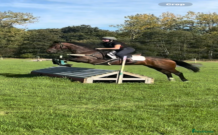 Irish Sports horses - Advert 1