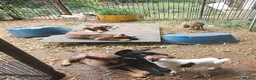 German Shepherd dogs for sale: Flat backed, German Shepherd puppies, DNA DM clear - Advert 4