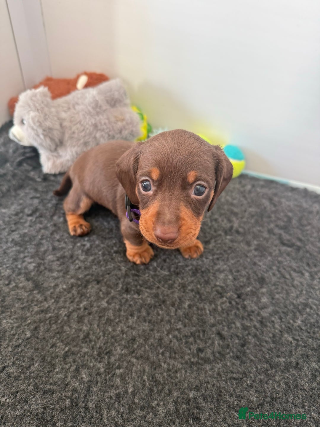 Miniature Dachshund dogs for sale: Last 2 Miniature Dachshund Pups Ready 23rd Dec! - Advert 10