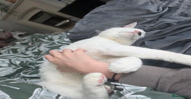 Domestic Shorthair cats - Advert 12